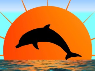 Dolphin & Sunset Tours
