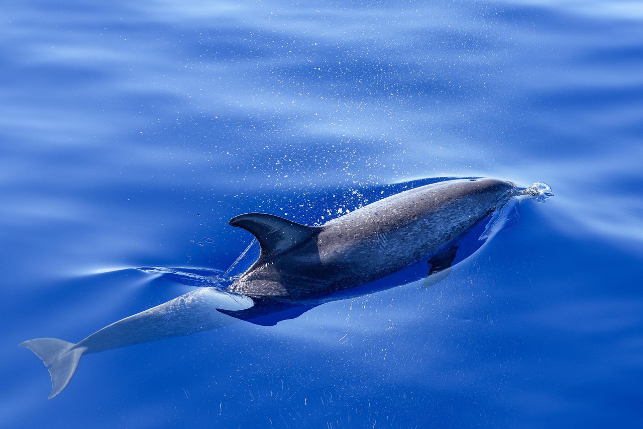 Dolphin swimming underwater in clear blue ocean.